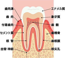 img_tooth_structure_l.png